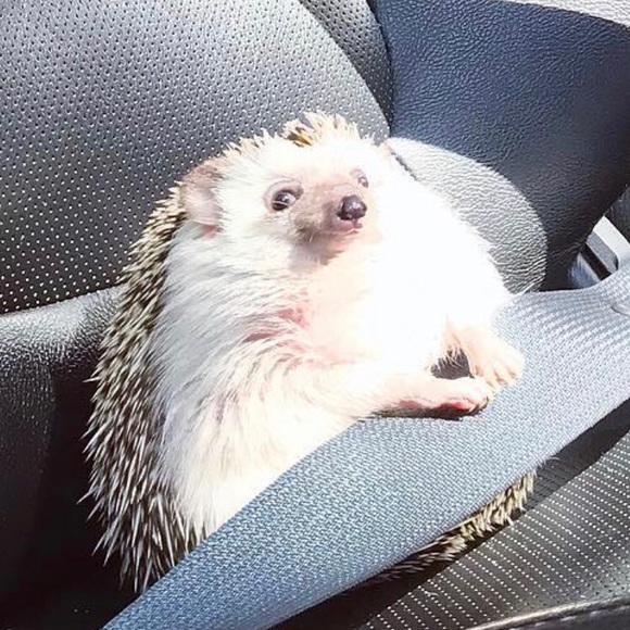 Meet your Posher, Nicole - Picture 1 of 1